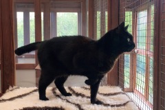 Sooty