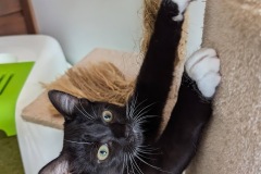 Sox