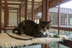 Tiggs