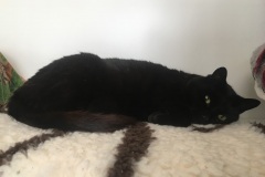 Tom