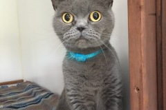Totoro