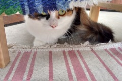 Susie