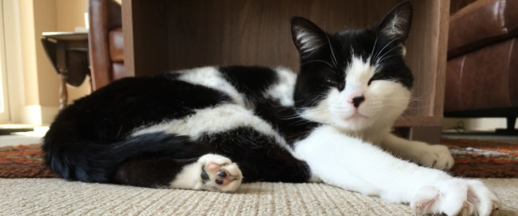 Fronfelen Cattery