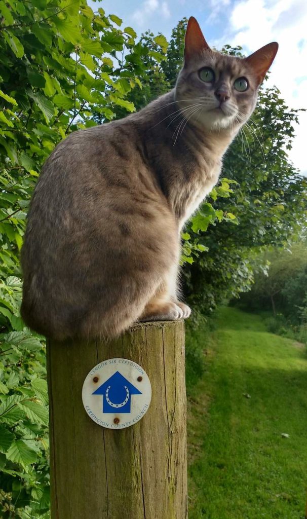 Maya shows the way